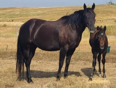 Paddys Gin Austin JW <BR> AQHA 6008221